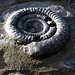 Large Ammonite on the Jurassic Coast