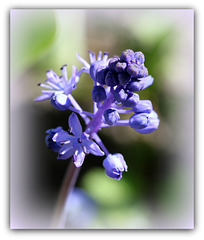 Scilla litardieri (3)