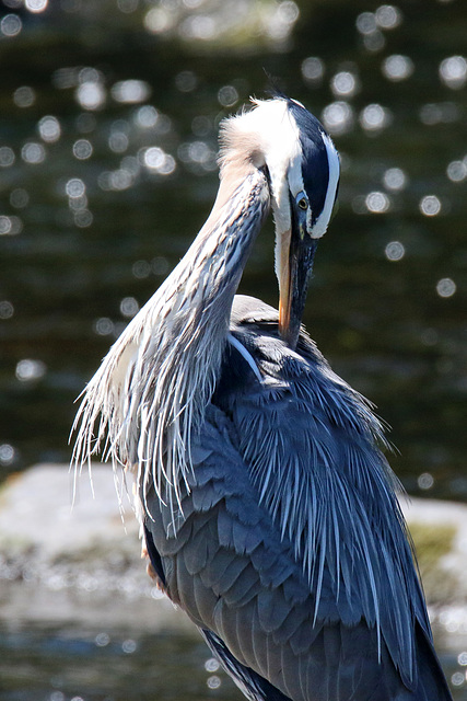 Preening