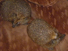 oaw[HH] - hedgepigs, Spring 2012