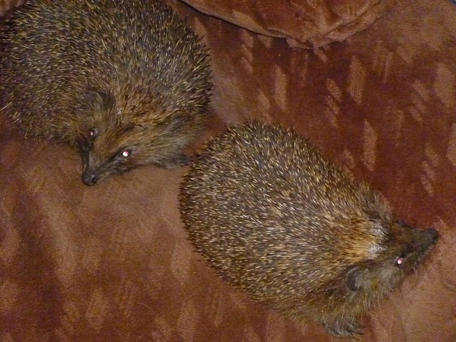 oaw[HH] - hedgepigs, Spring 2012