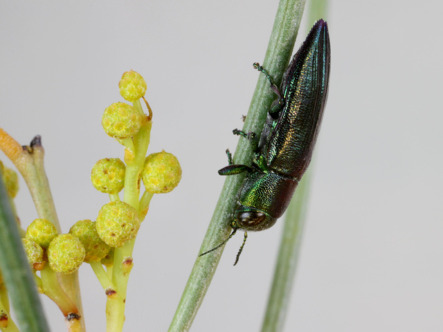 Melobasis obscurella, PL1527