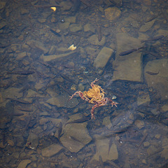 Krötenpaar im Wasser des Sees Synewyr