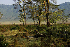Dans le cratère du Ngorongoro