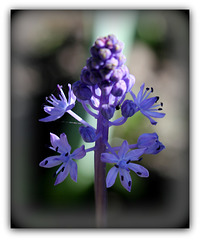 Scilla litardieri