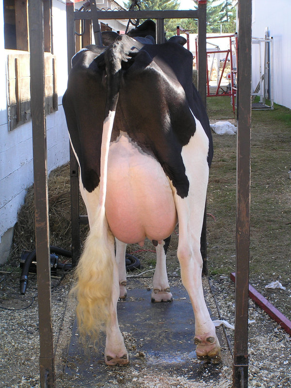 milk me!