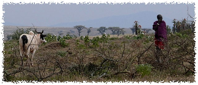 Paysage masaaï Paysage masaaï