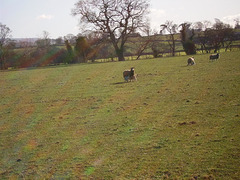oad - feeding lambs