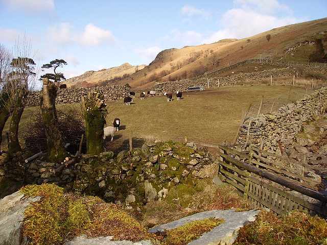 oad - Herdwick flock