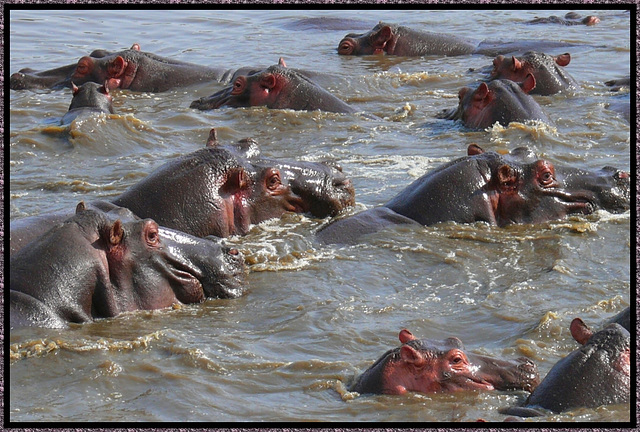 hippo pool