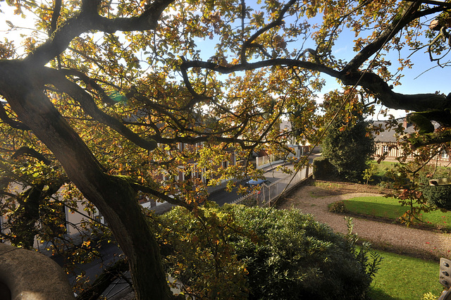 Une vue depuis le sommet du Chêne d'Allouville-Bellefosse - Seine-Maritime