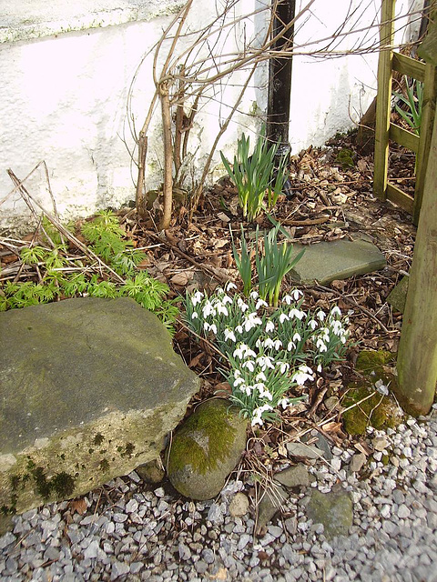 gbw - lakes snowdrops