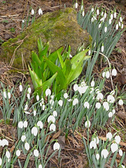 gbw - garden snowdrops