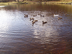 oaw - ducks on a tarn
