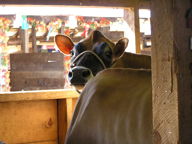 brown cow