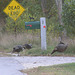 Turkeys Crossing