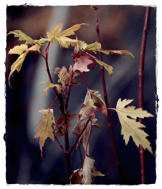 Autumn foliage