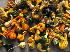 Gourds, Christ Episcopal Church yard