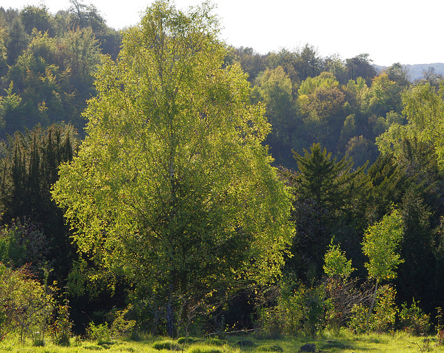 silver birch