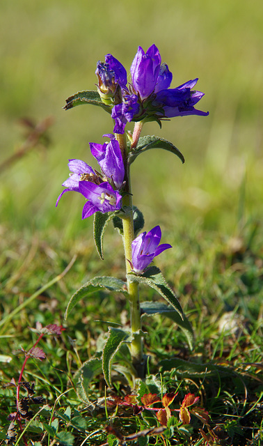 another clustered bellflower