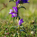 another clustered bellflower