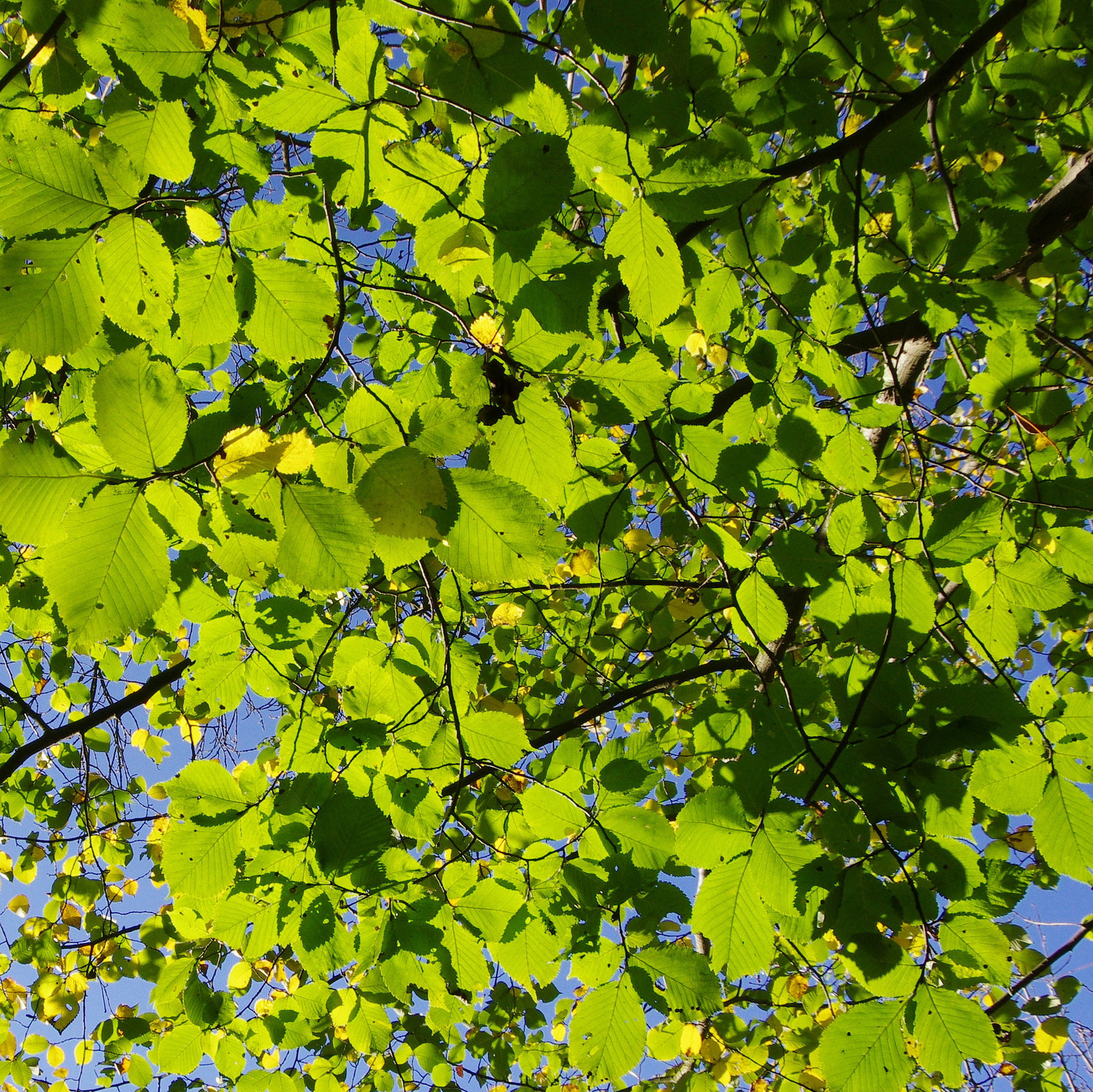 beech leaves