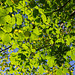 beech leaves