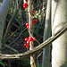 black bryony twining round clematis