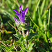 campanula and fly