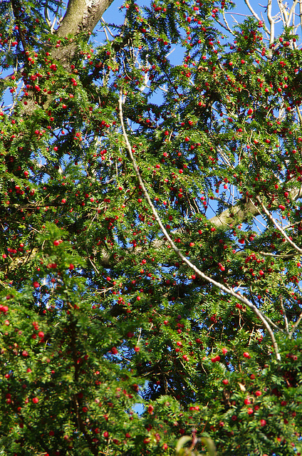 yew berries