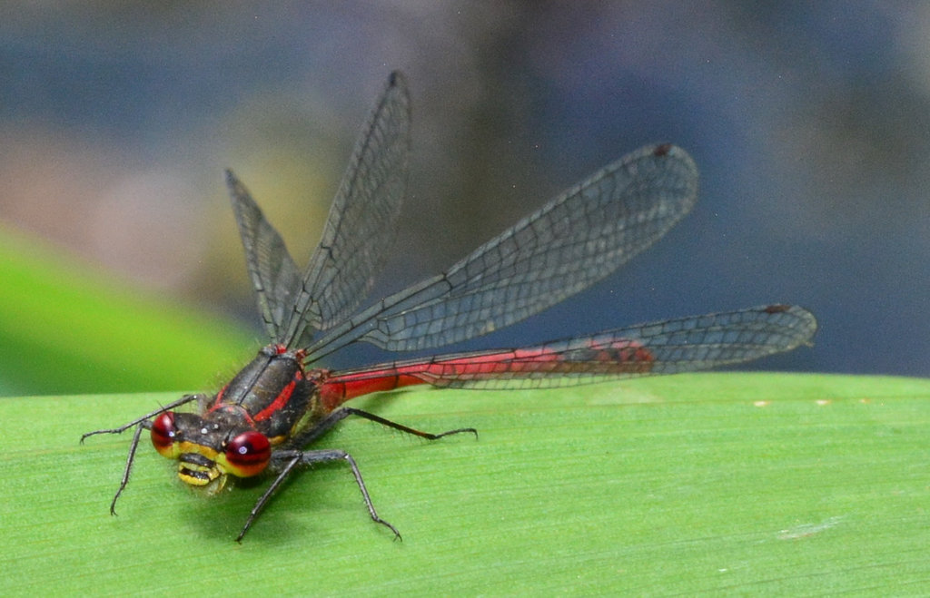 Large Red Damselfly, Pyrrhosoma nymphula