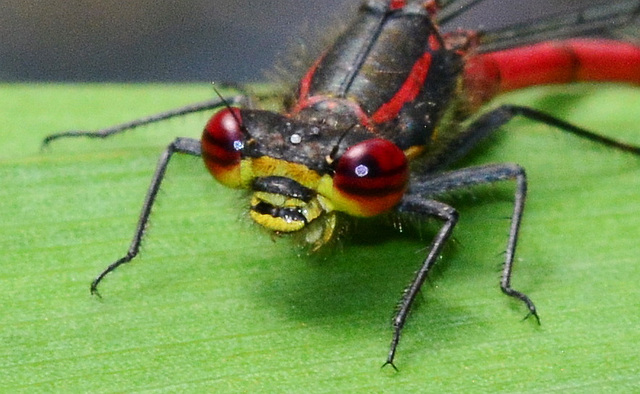 Large Red Damselfly, Pyrrhosoma nymphula