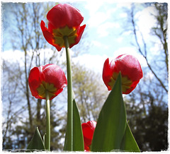 Tulip & the firmament