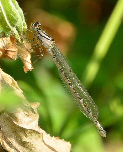 Female Common Blue Damselfly, Enallagma cyathigerum