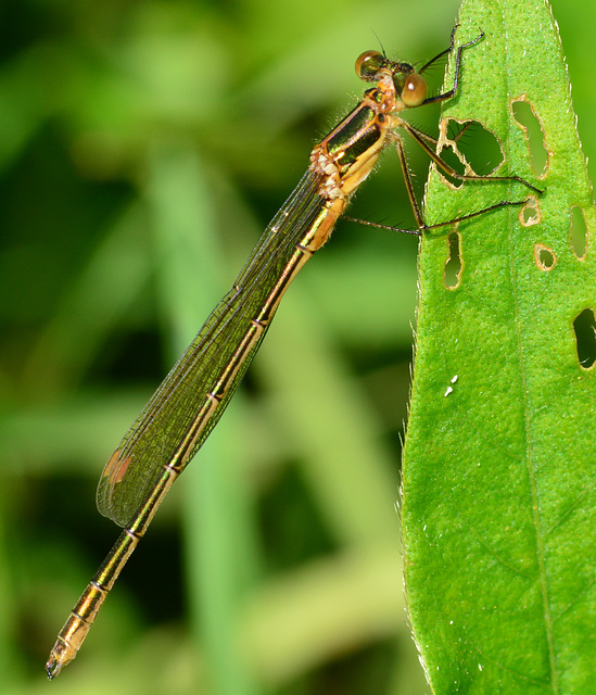 Emerald Damselfly, Lestes sponsa