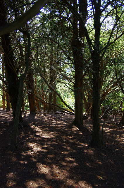 dappled light among the yews