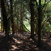 dappled light among the yews