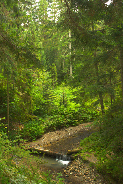 ein Wald in der Nähe der Manjawa