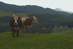 zwei Kühe in Karpaten