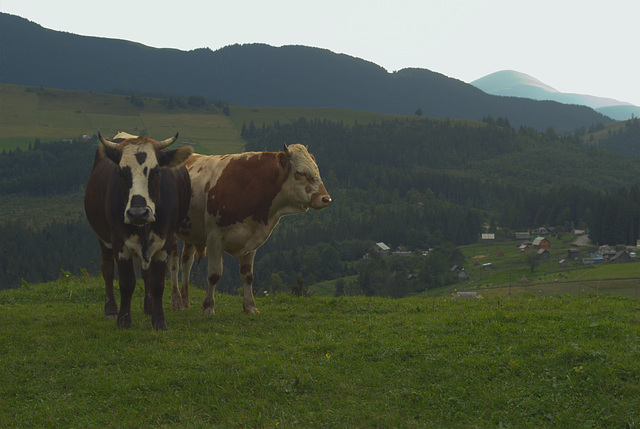 zwei Kühe in Karpaten