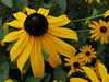 Rudbeckia