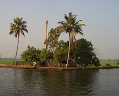 Backwater Palm Trees