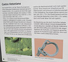 Pfünz/Vetoniana : panneau explicatif.