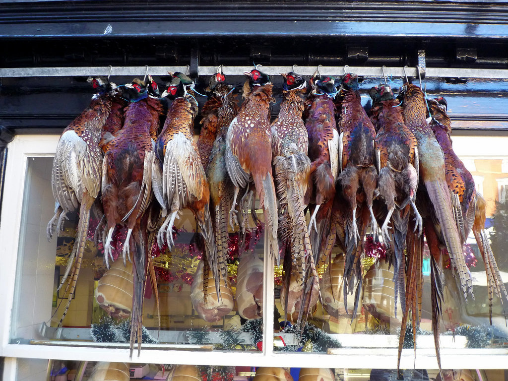 Pheasant