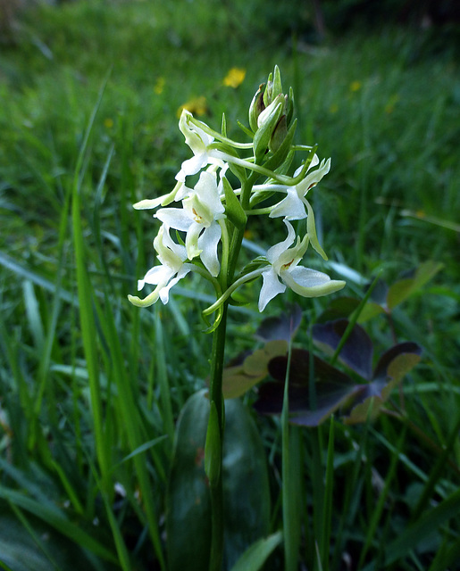 orchidea - Platanthera bifolia