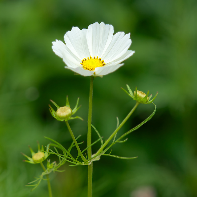 Kleines weißes Blümchen