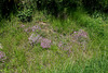 Station à Saponaria ocymioïdes (2)