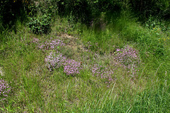 Station à Saponaria ocymioïdes (2)