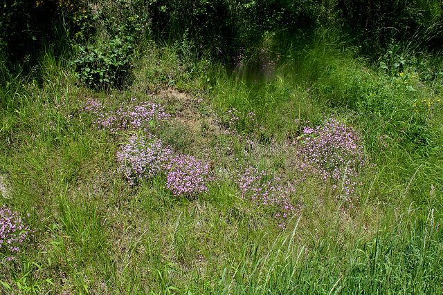 Station à Saponaria ocymioïdes (2)