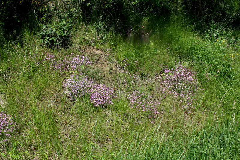 Station à Saponaria ocymioïdes (2)